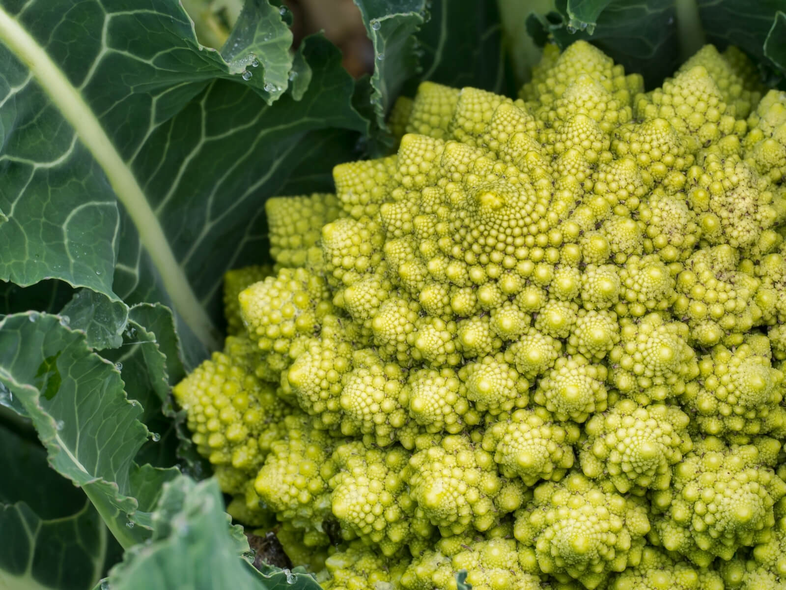 Brokolice romanesco a zlatý řez.