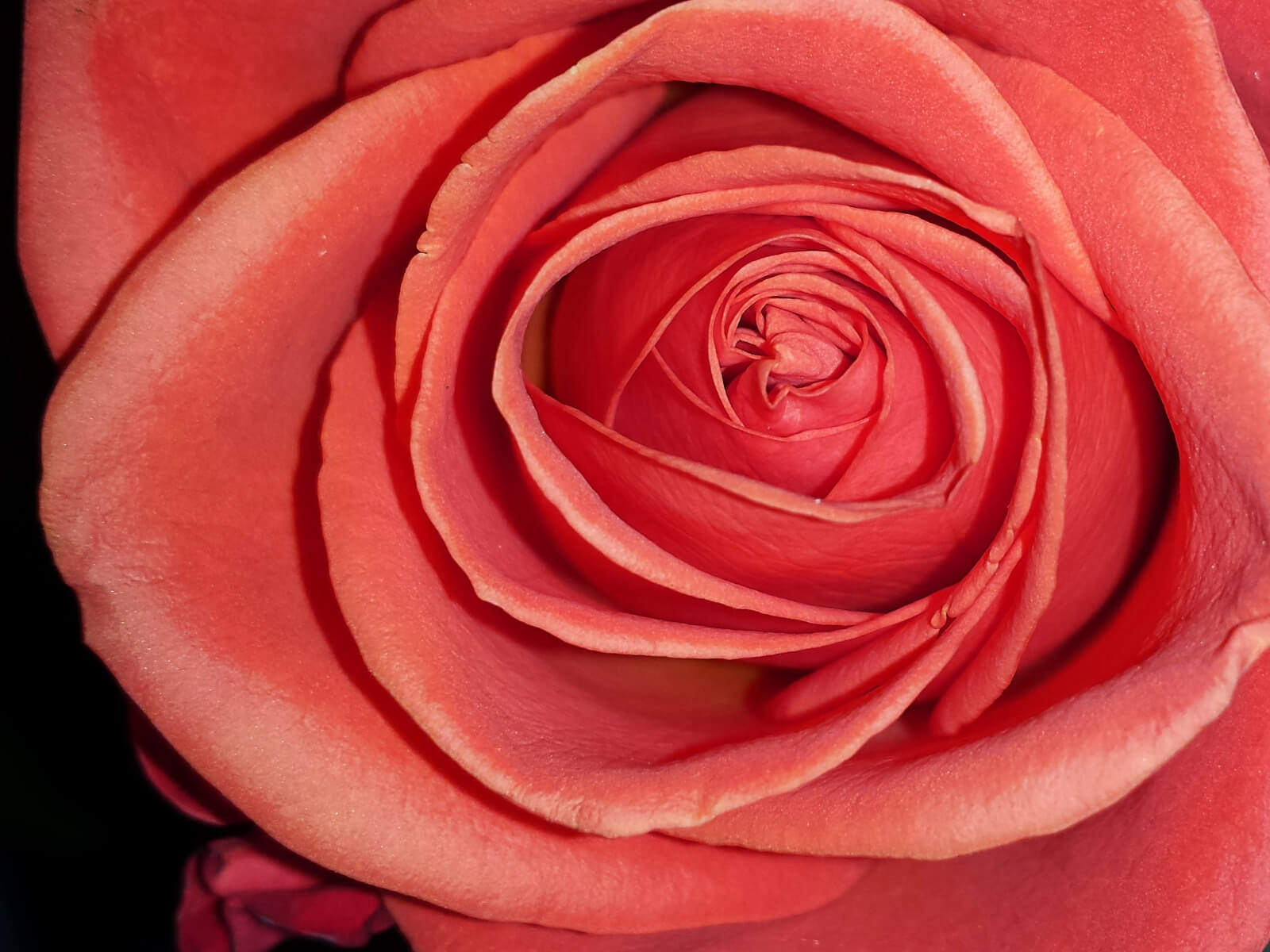 Detailní záběr na květ růže.
